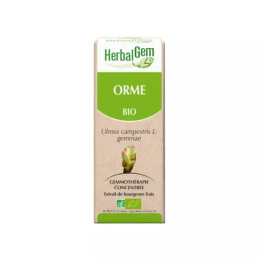 Macérat-Mère Concentré Orme Bio - 30ml