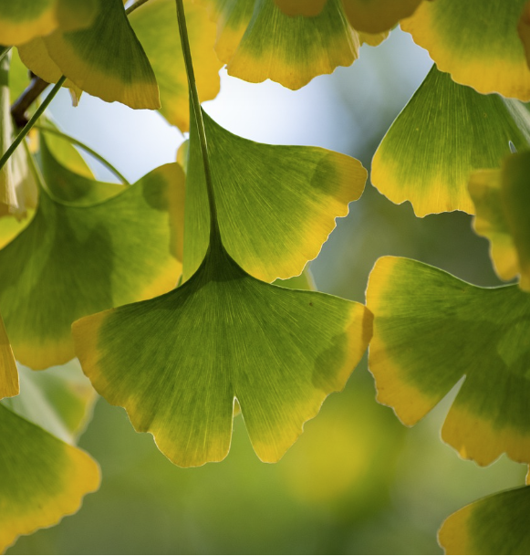 Ginkgo Biloba