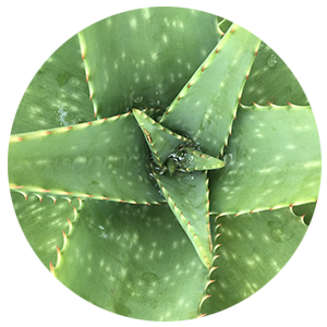 aloe vera