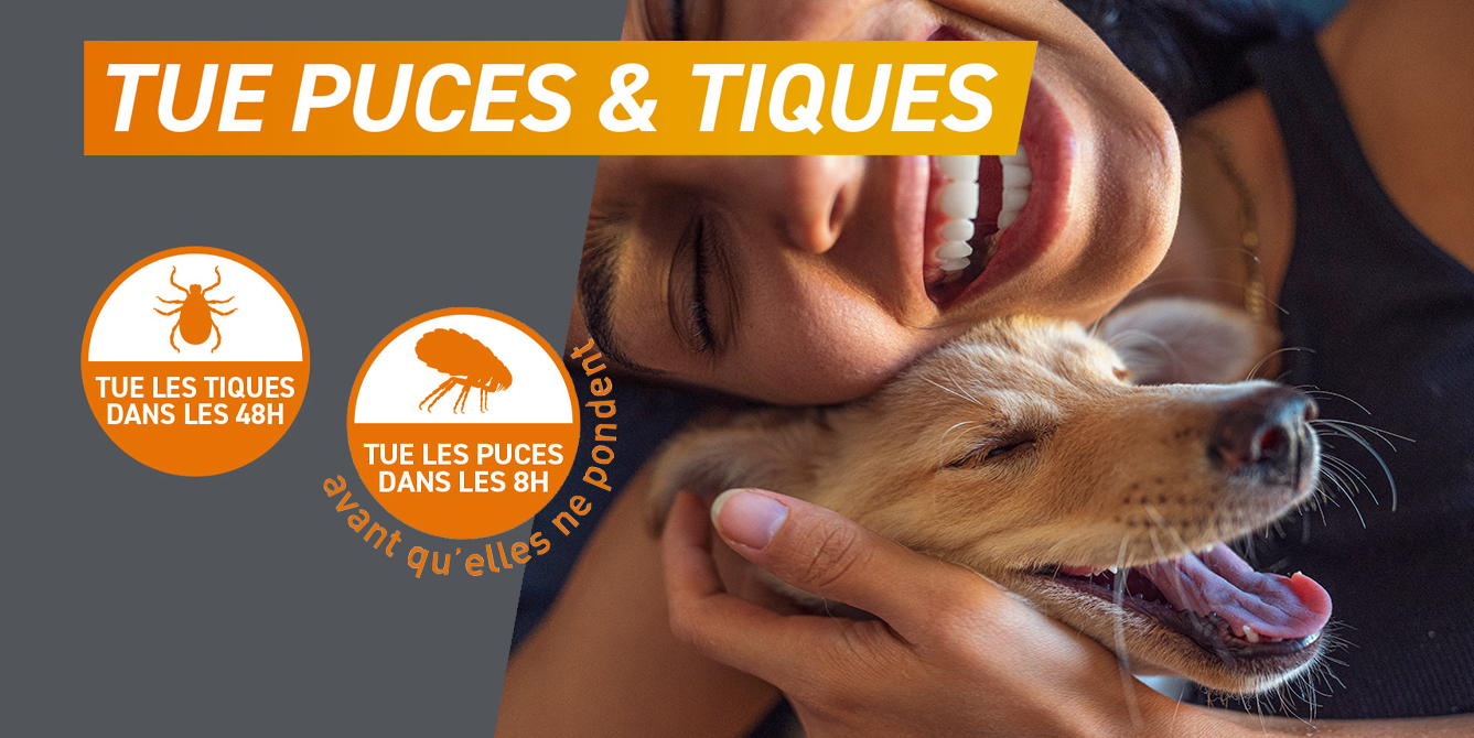 Frontpro chien tue les puces et les tiques