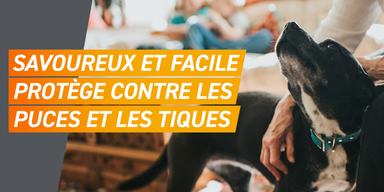 Frontpro facile à donner à votre chien