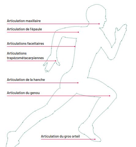 Schéma articulations