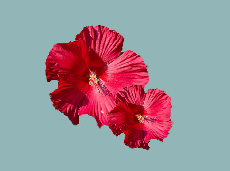 Hibiscus